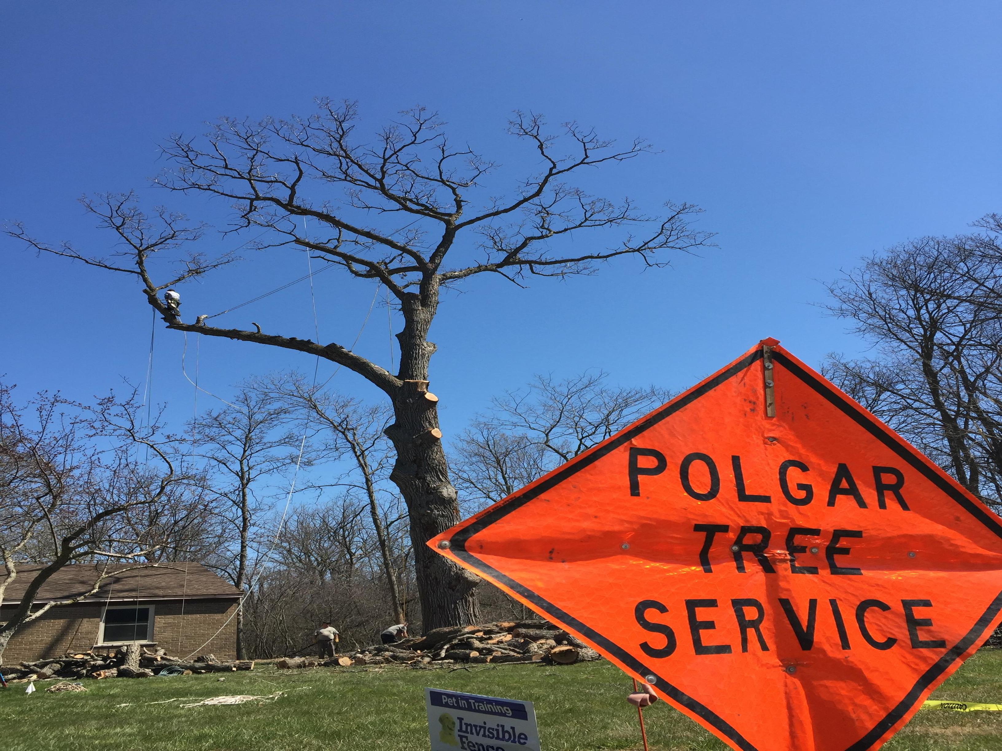 Tree Service Birmingham  Polgar Tree Service & Removal LLC 10617 Grosse Ile Parkway Grosse Ile Township, MI Tree Services - MapQuest