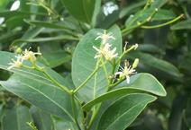 Southern Pro Termite and Pest Control Image