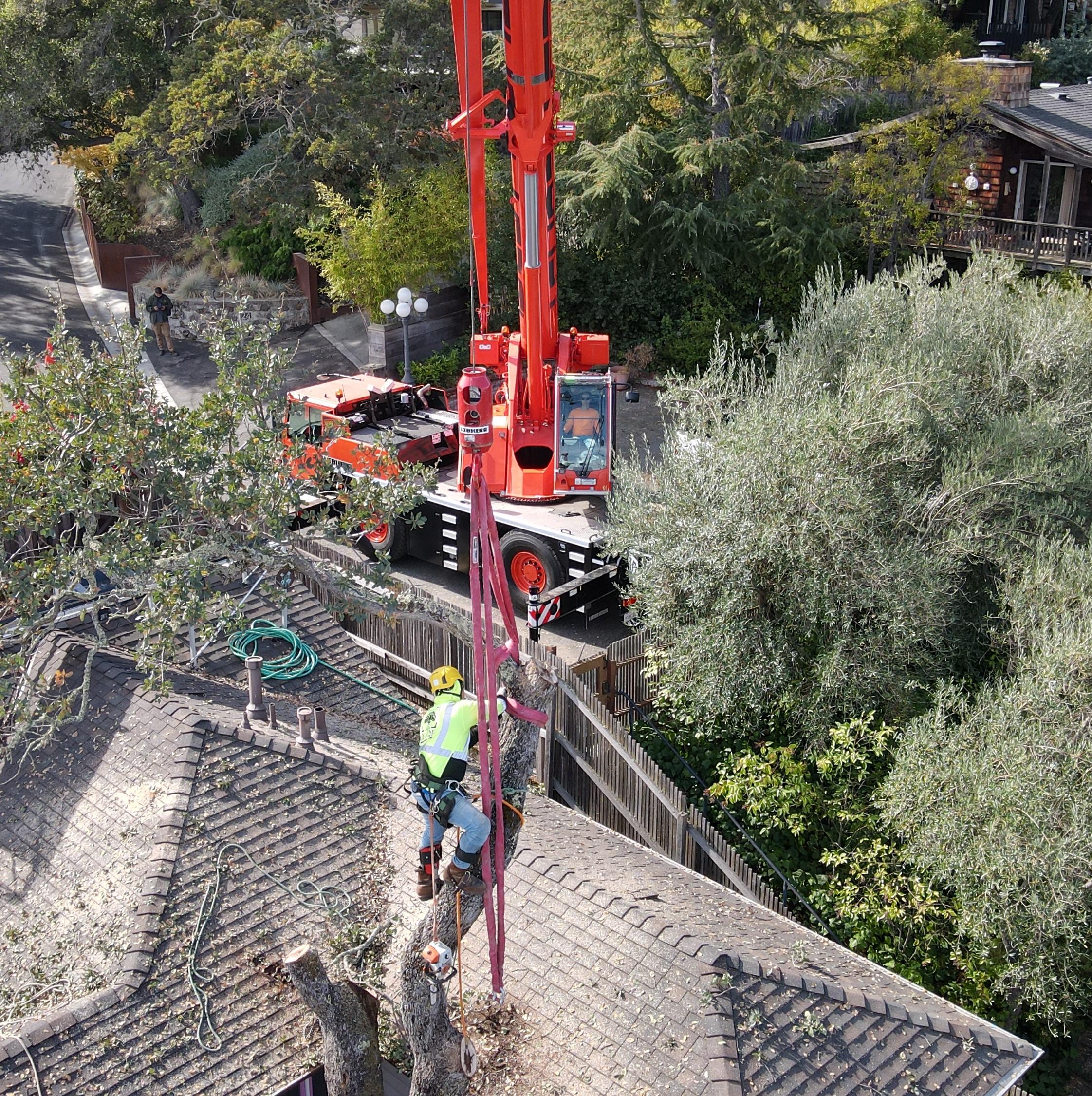 Skyline Tree Experts Image