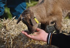 Lamb Feed