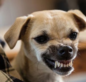 El Paso Dog Bite Attorney