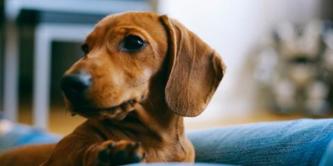 4 Signs Your Dog is Unhappy