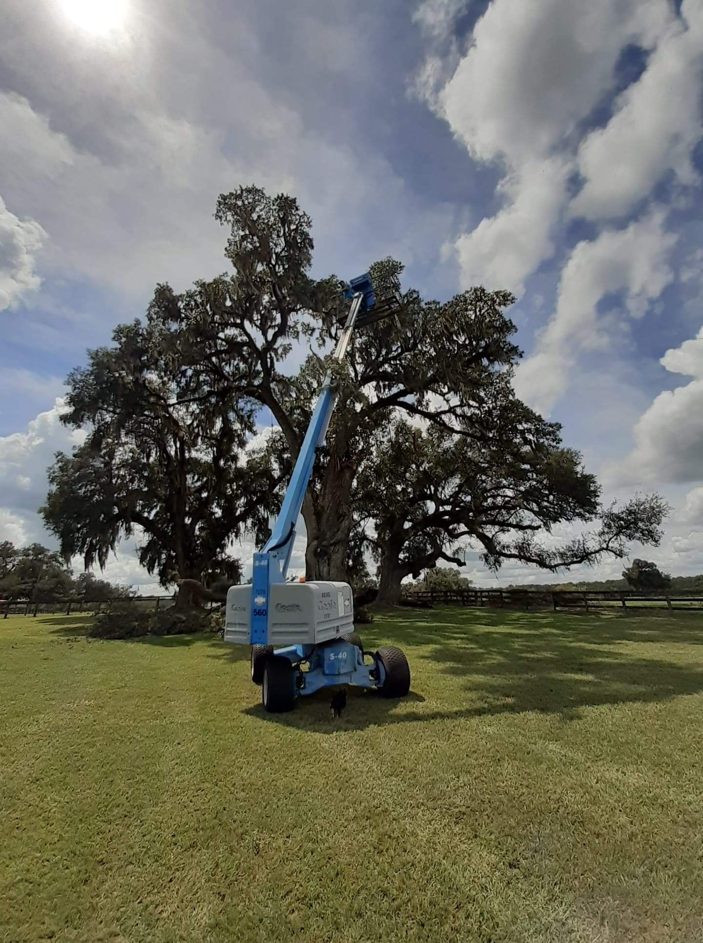 Residential Tree Removal