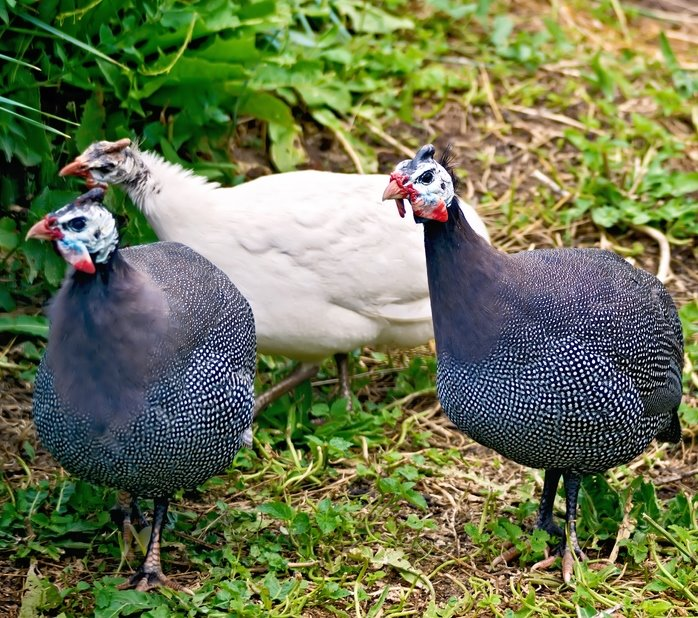 Guinea Fowl