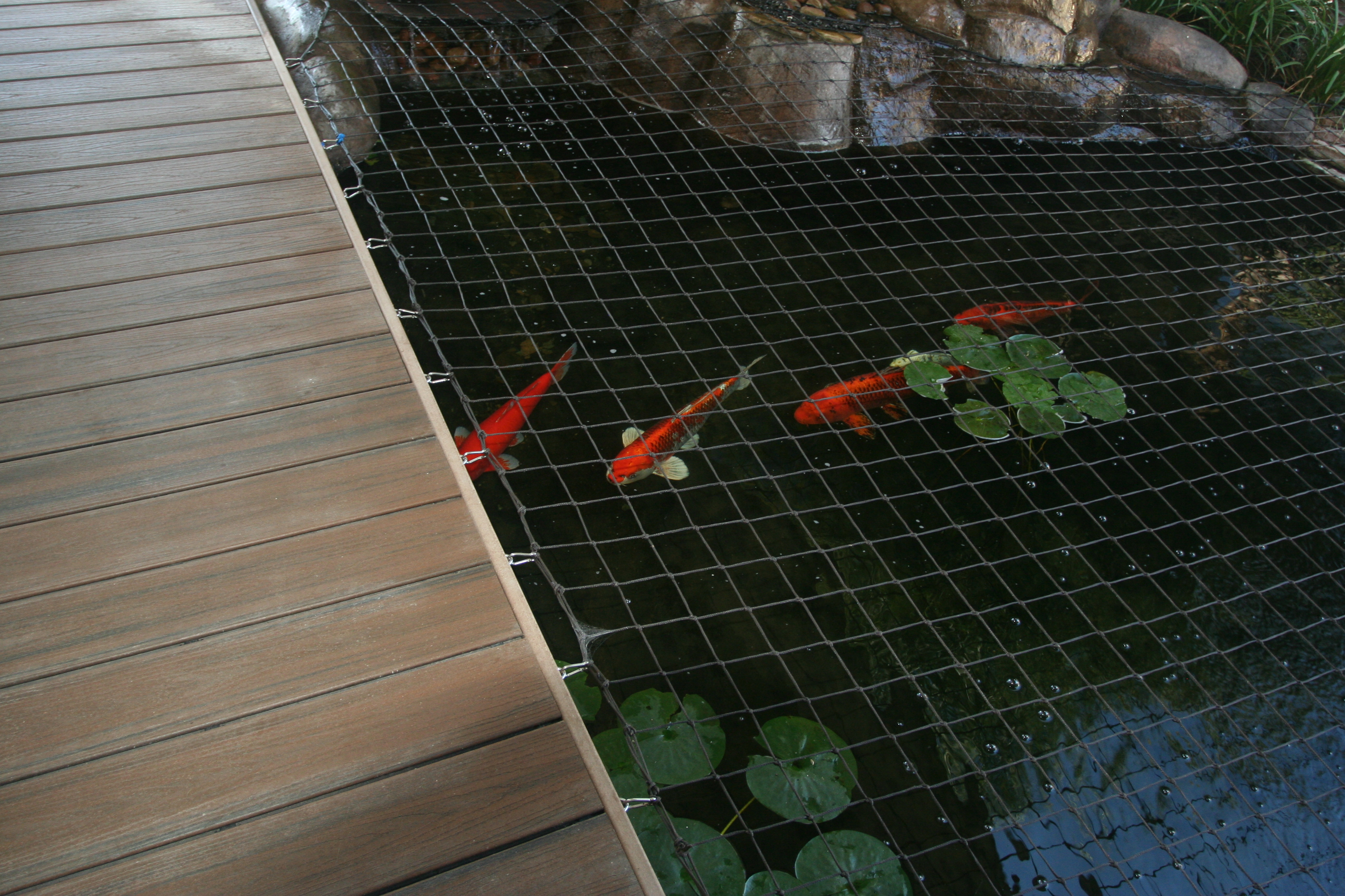 Katchakid also created a safety net for ponds. Helps to keep your beautiful koi fish safe while still being aesthetically pleasing. 