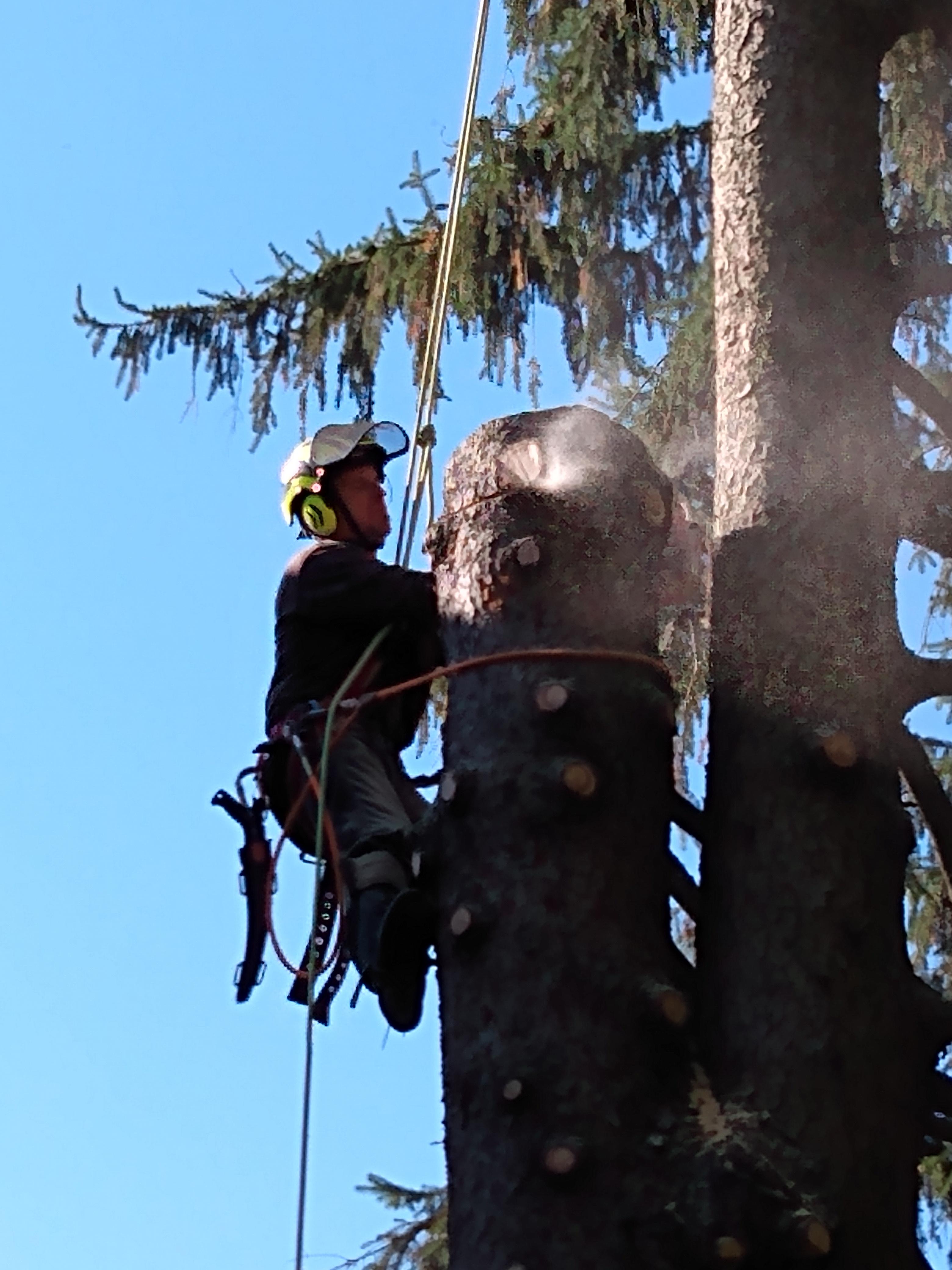 Taylor Expert Arborists - Tree Trimming and Tree Removal Services Image