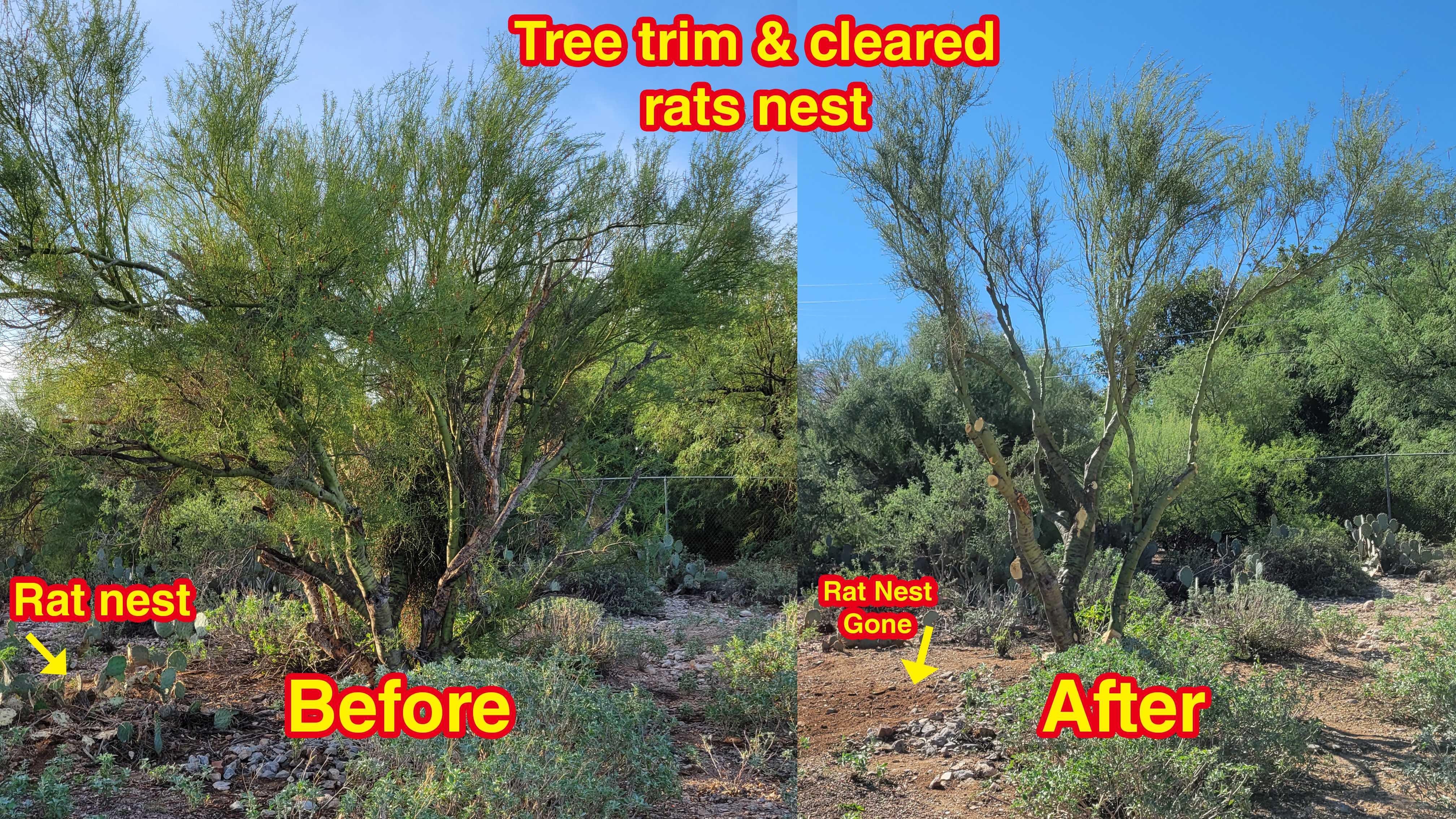 Tucson Tree Trimming
