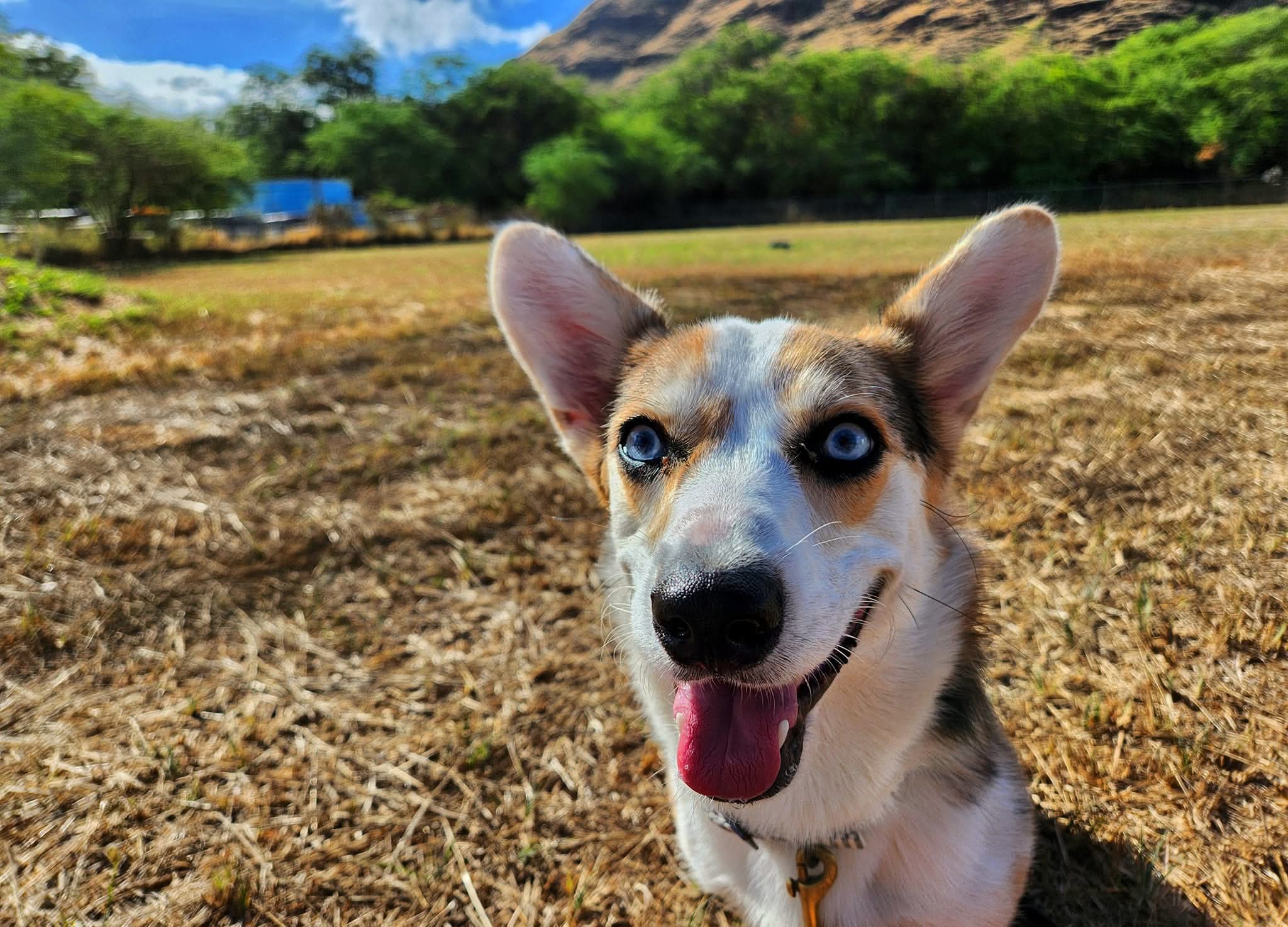 Exceptional Obedience Dog Training Image