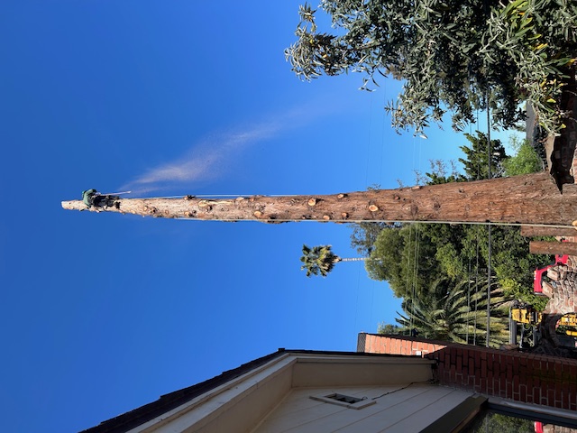 Revival Tree Service Image