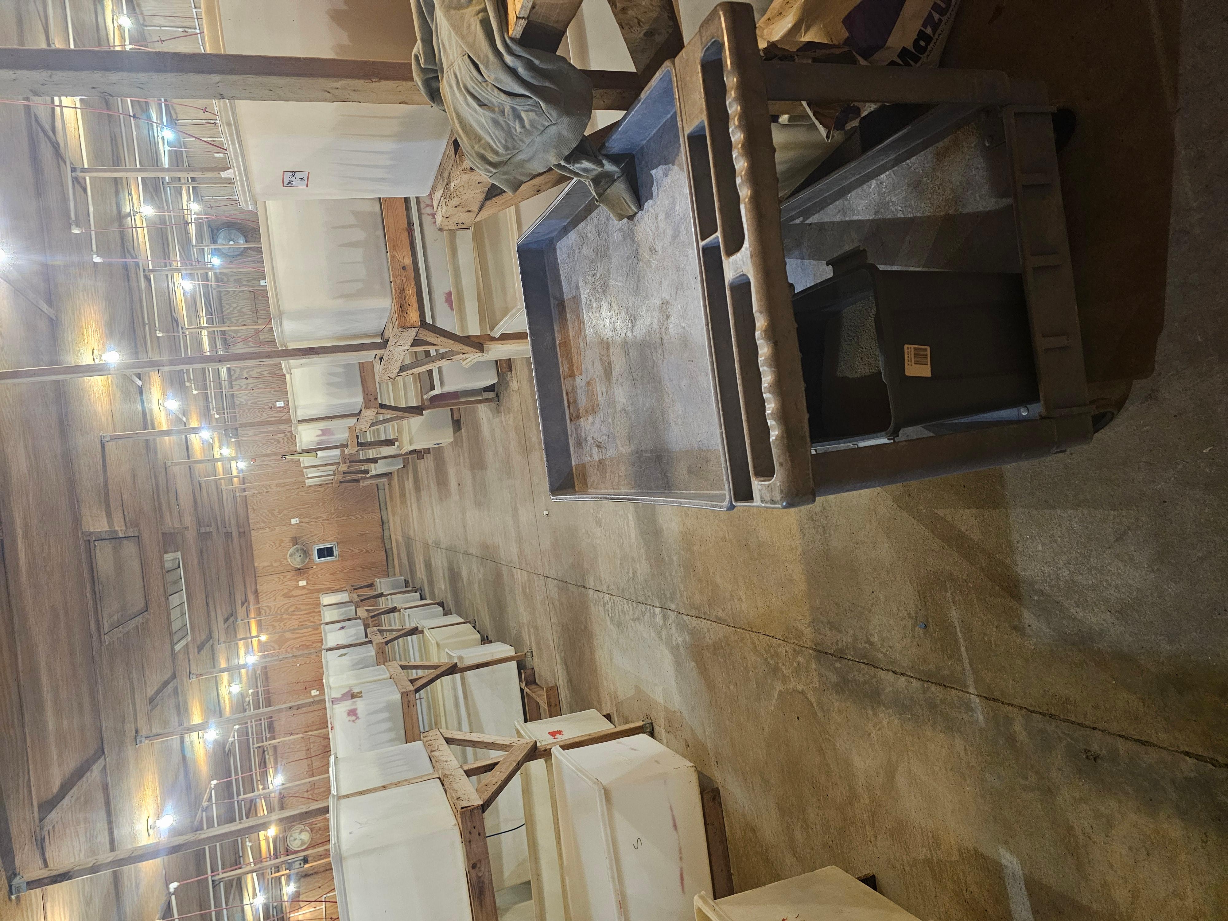 Carolina Crickets Image