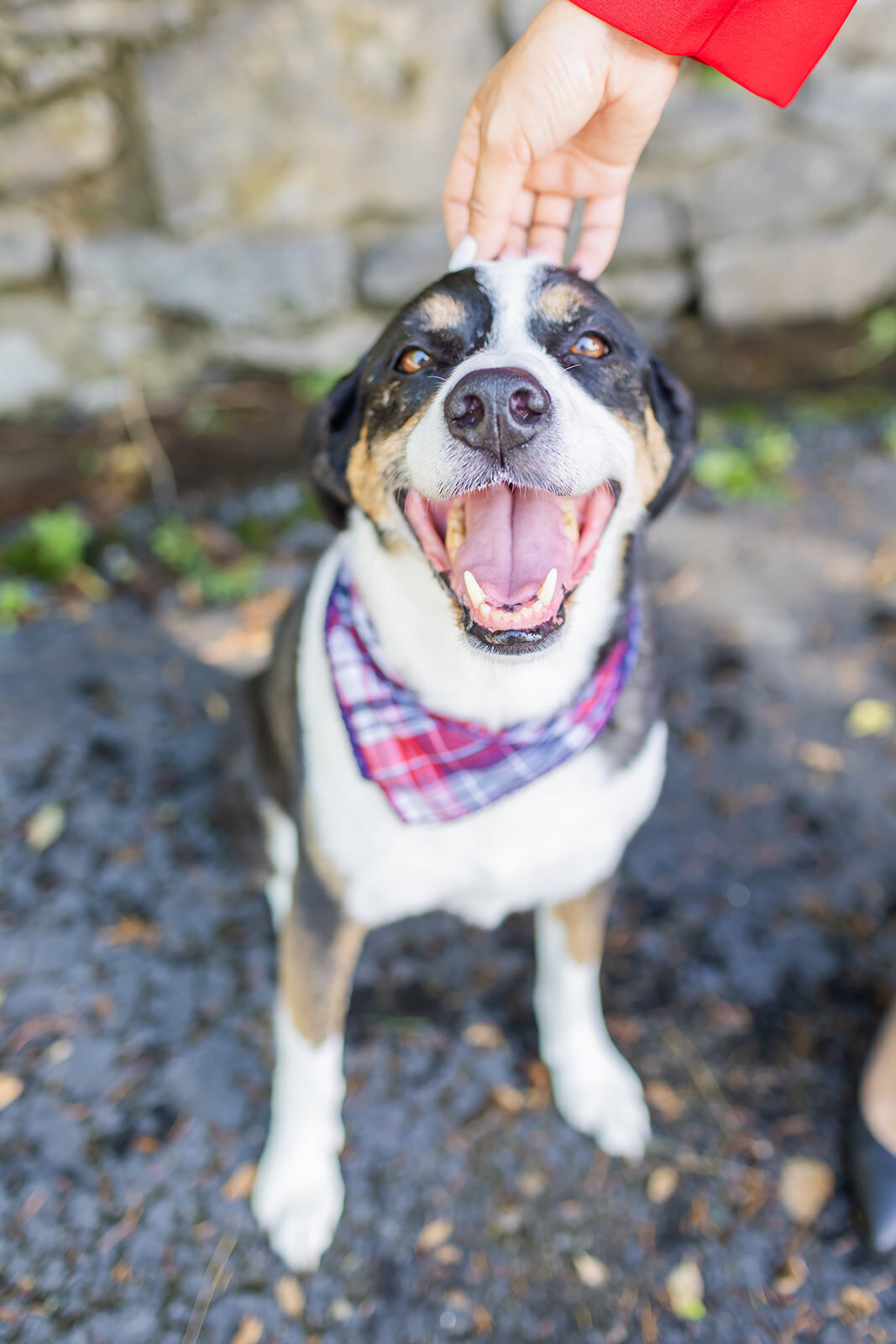 Charlie & Diana LLC Image