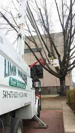 Images Limb Walker Tree Service, Inc.
