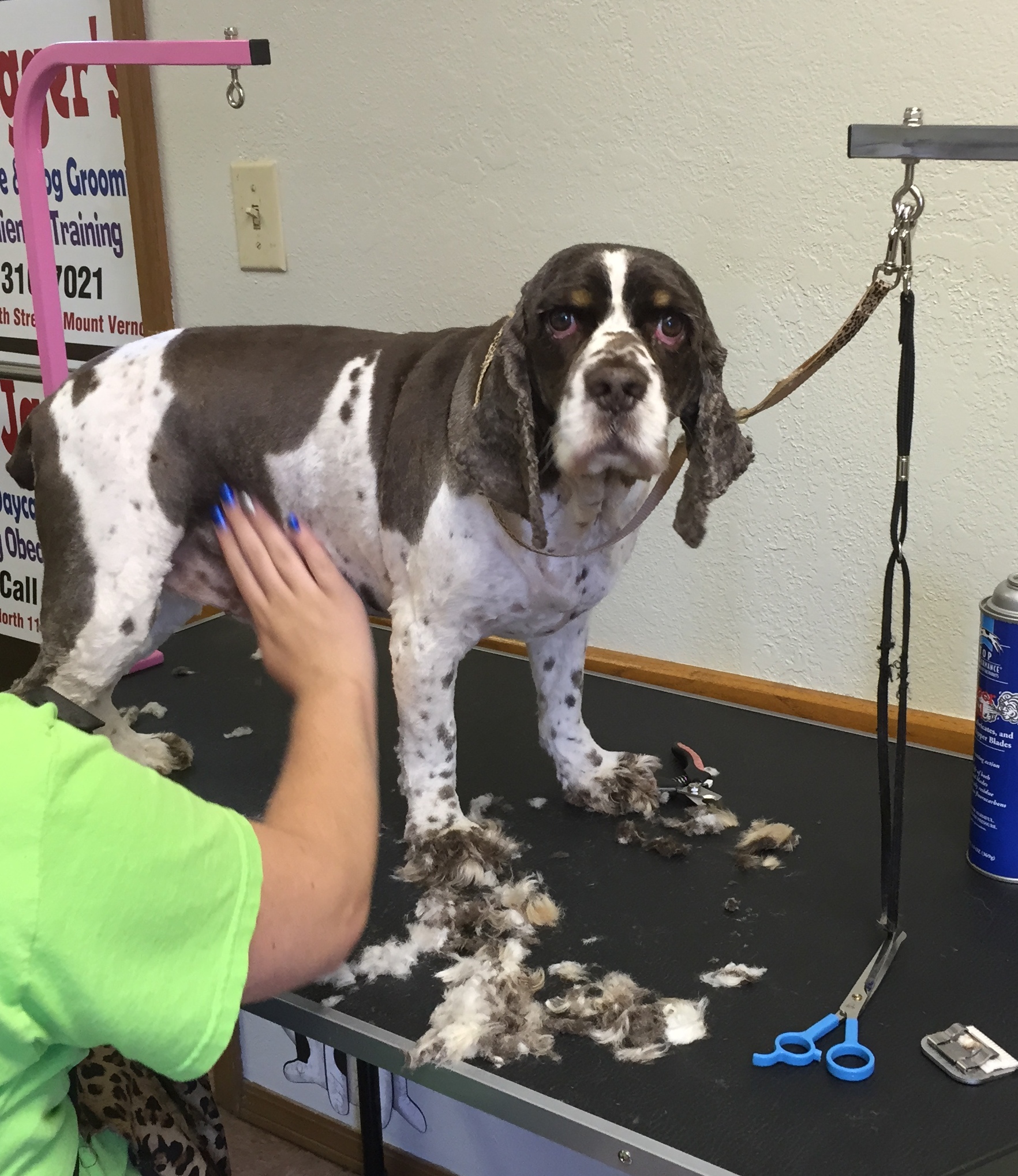 Jagger's Doggie Daycare, Dog Grooming, Training & Boarding Photo