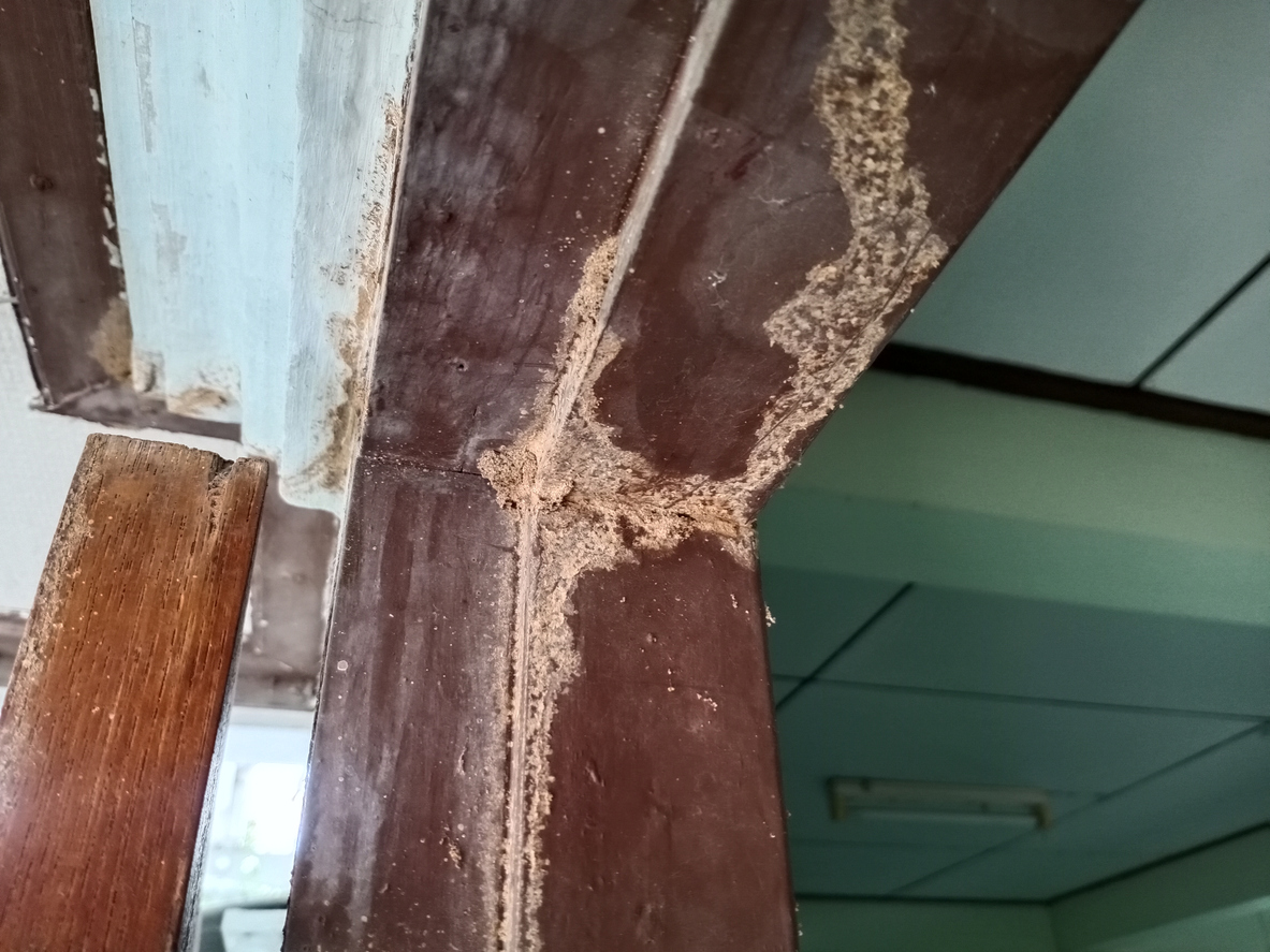 Termite Inspections WDIR