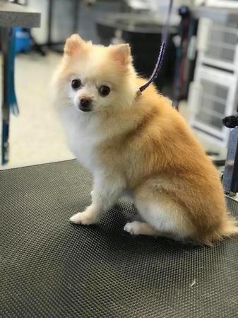 Images Grooming Haven