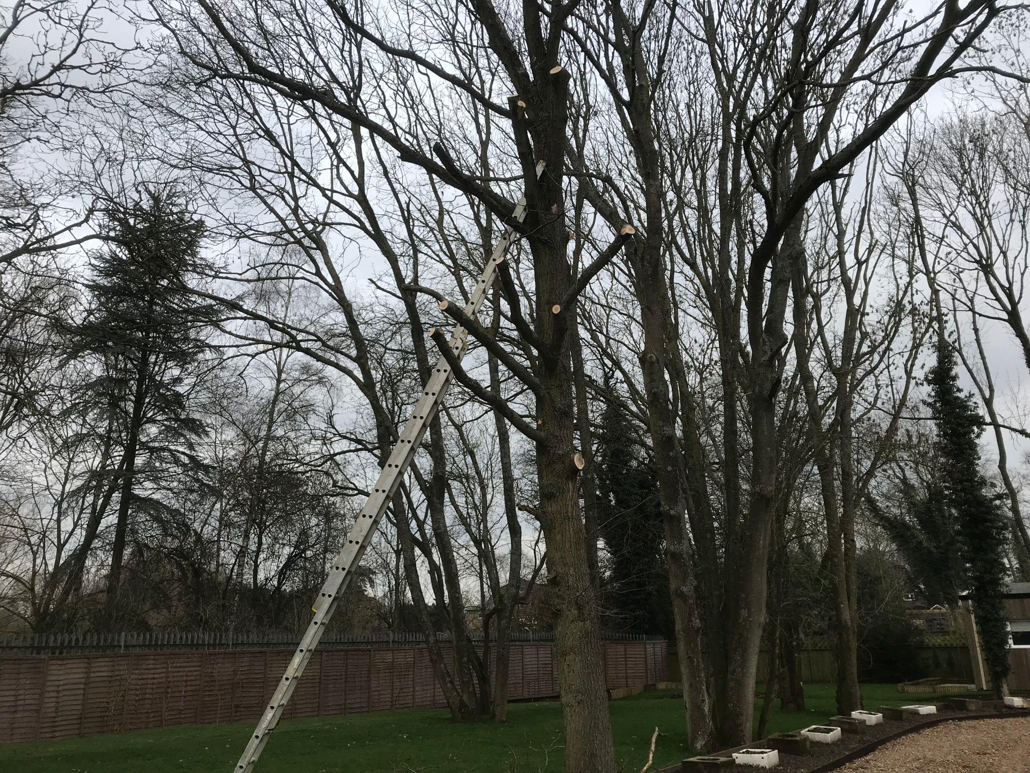 Images Tree & Garden Services