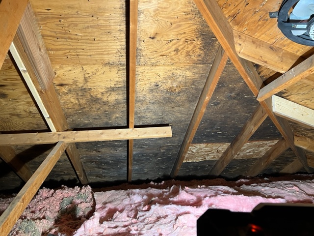 Mold growth in attic.