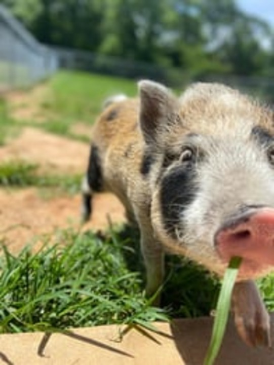 Coastal Pet Resort LLC Image