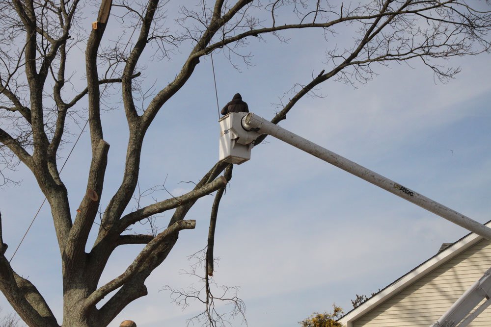 The Tree Barber Photo