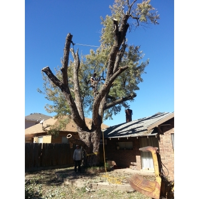 Tip Top Tree Service Logo