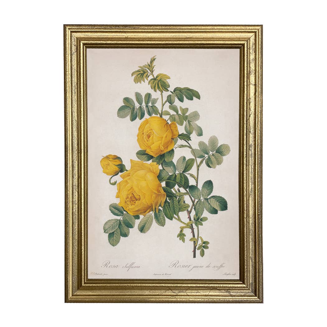 Rosa Sulfurea Vintage Color Illustration Print, Gold Frame