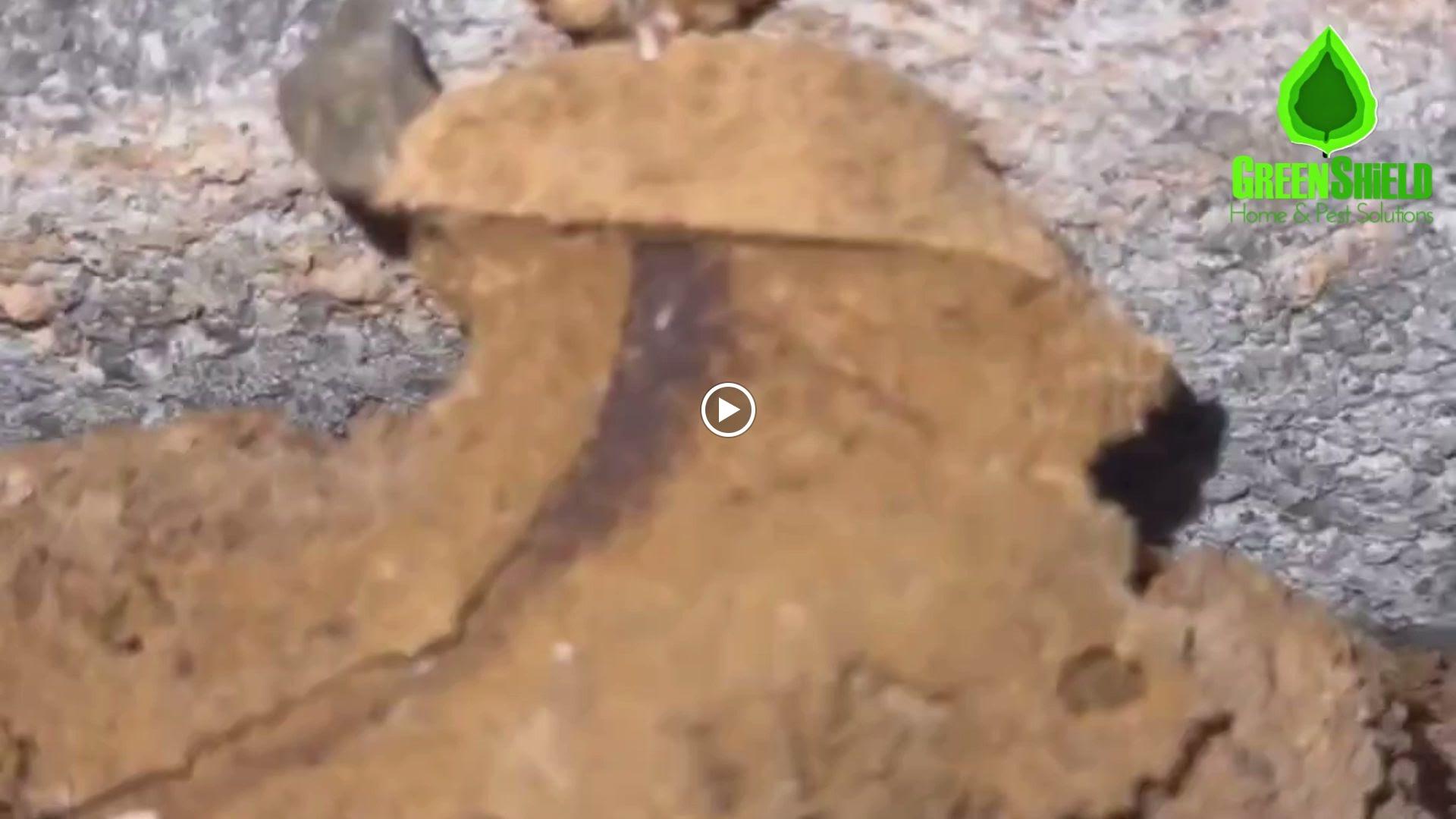 GreenShield Home & Pest Solutions - Richmond Image