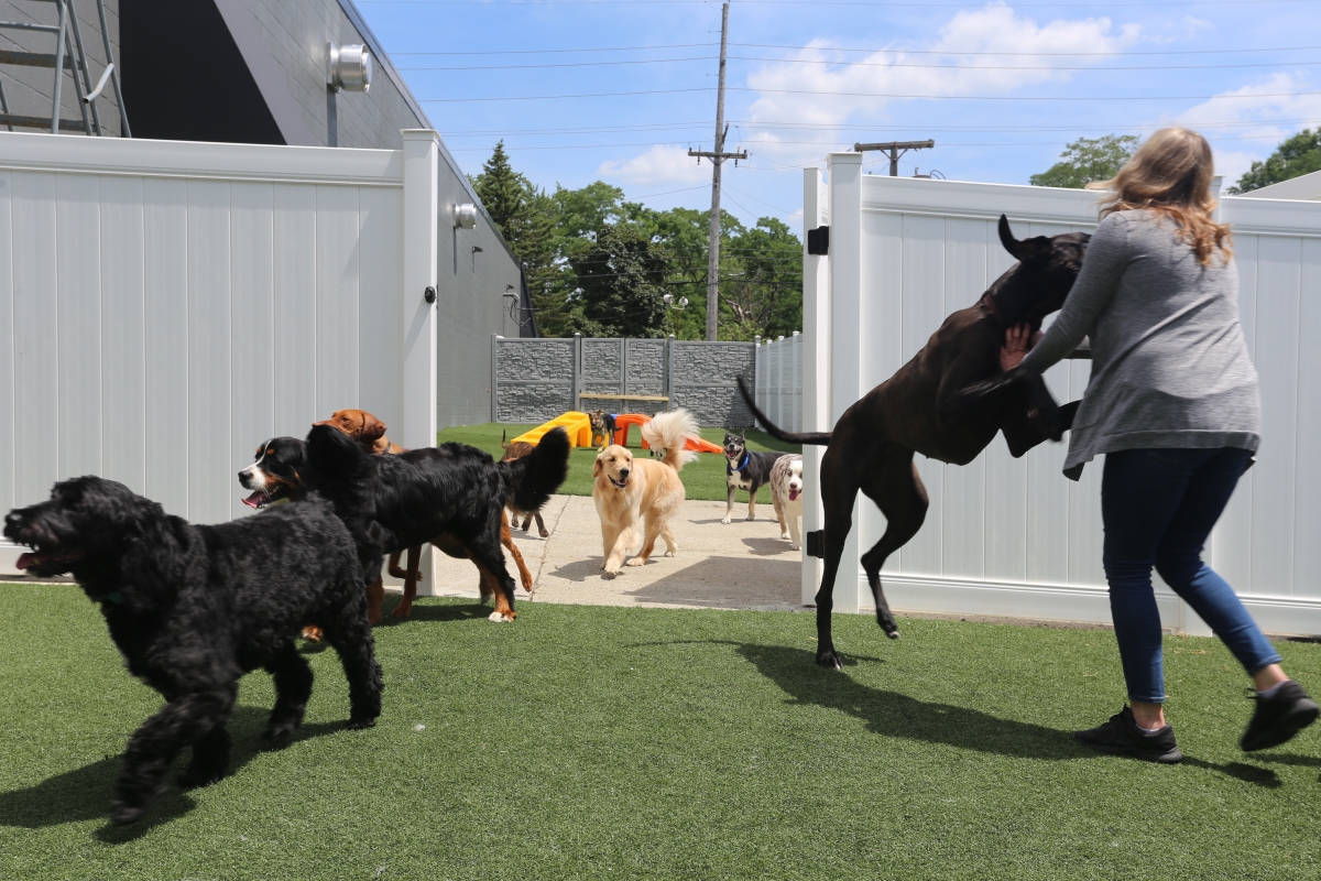 Dog City Daycare Photo