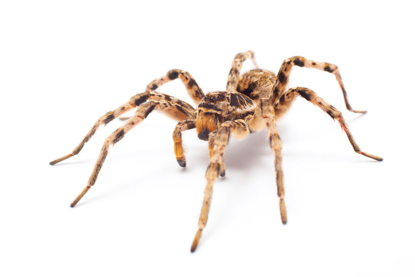 Spider Pest Control