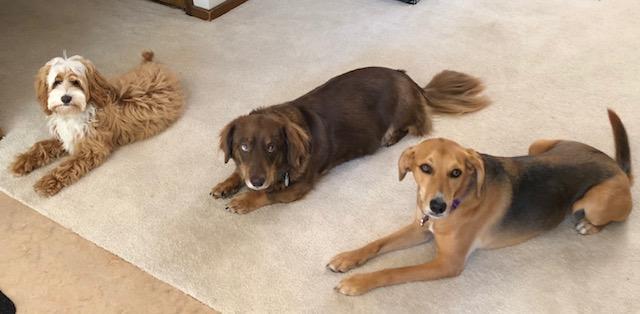 Comprehensive Pet Therapy, Inc. Image