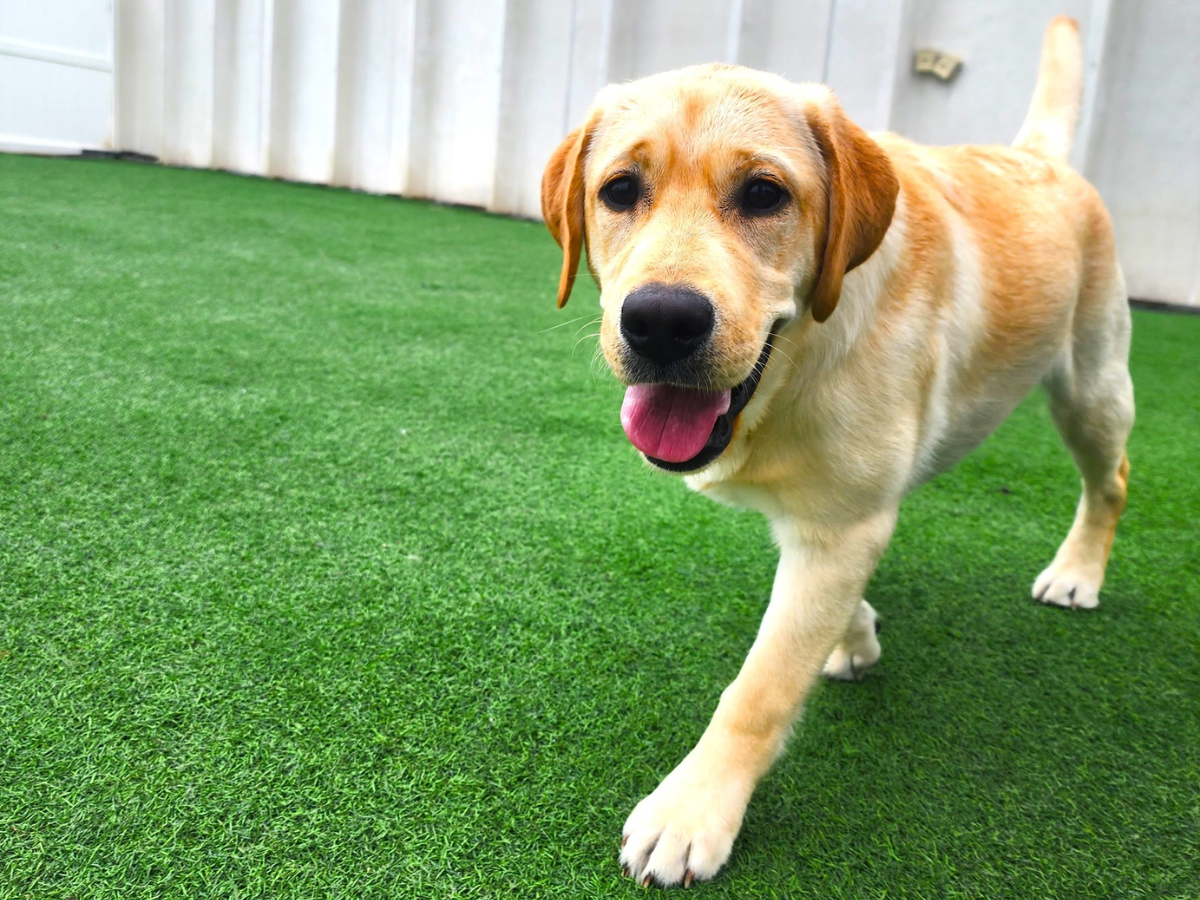 Dog Boarding