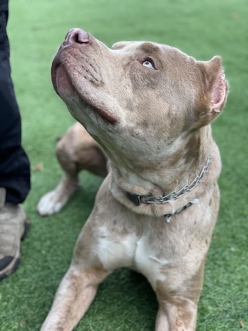 Top Tier K9 – Bradenton Image