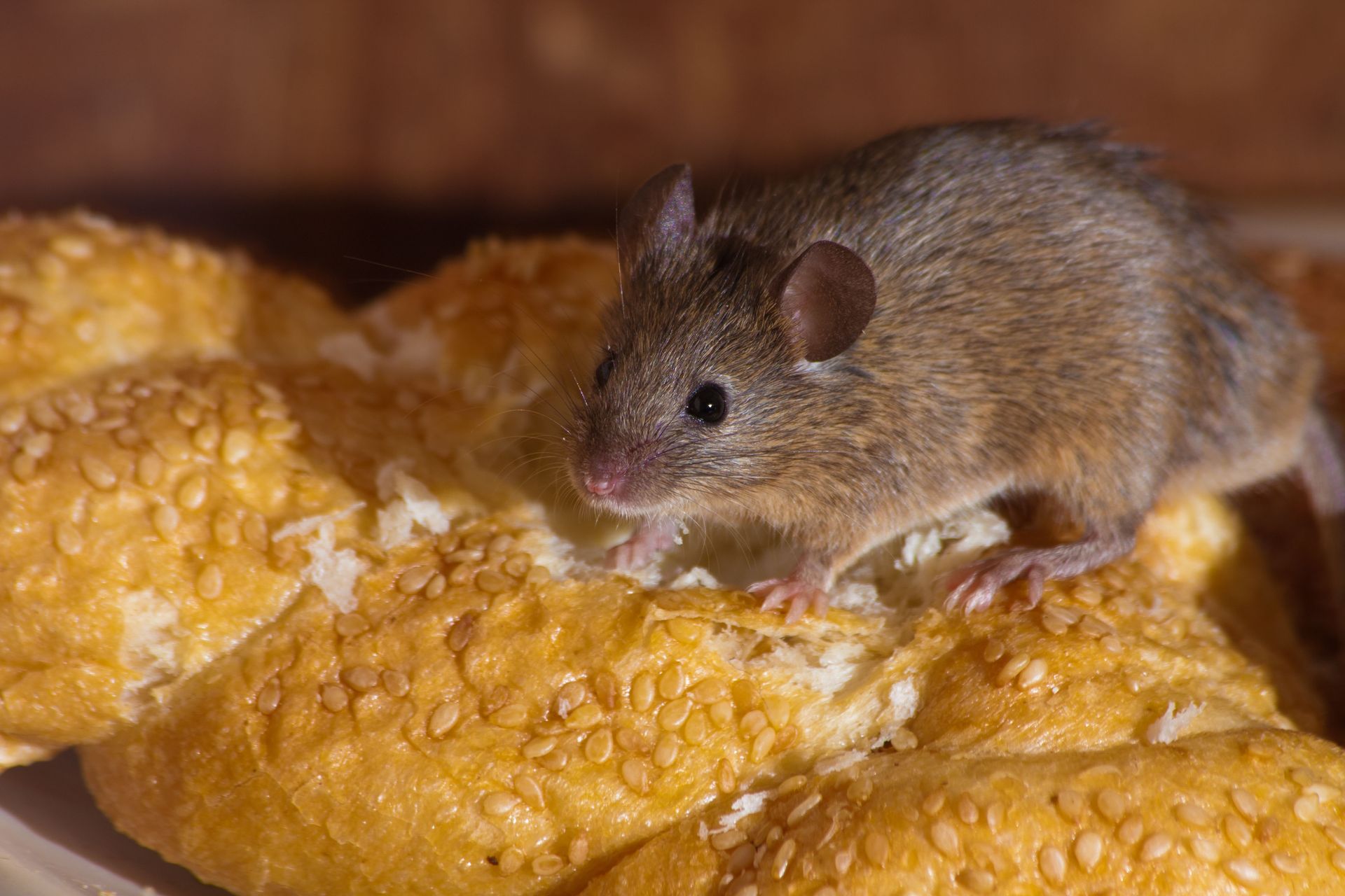 Rodent Proofing