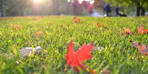 5 Lawn Maintenance Tips For Effective Winter Preparation