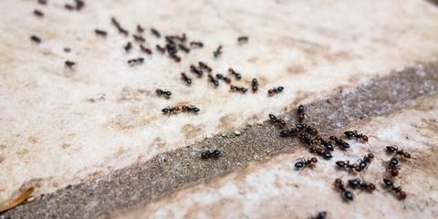 Ant Control Basics: the Best Ant Insecticide