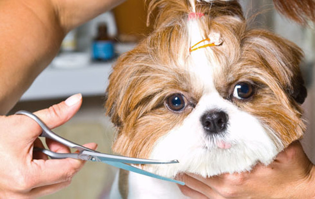 Wagtails Dog Grooming - Pet Services in Halstead CO9 3LE - 192.com