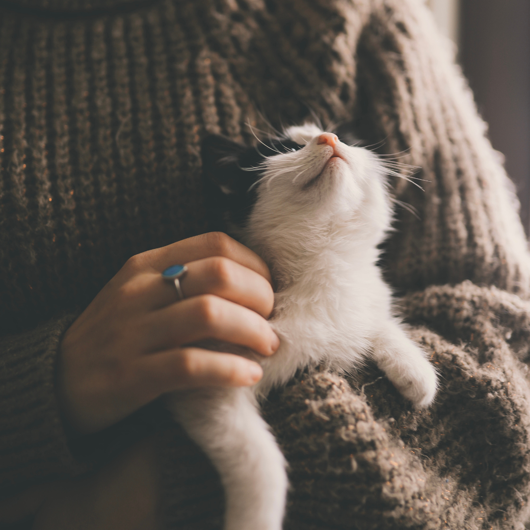 Foster Program