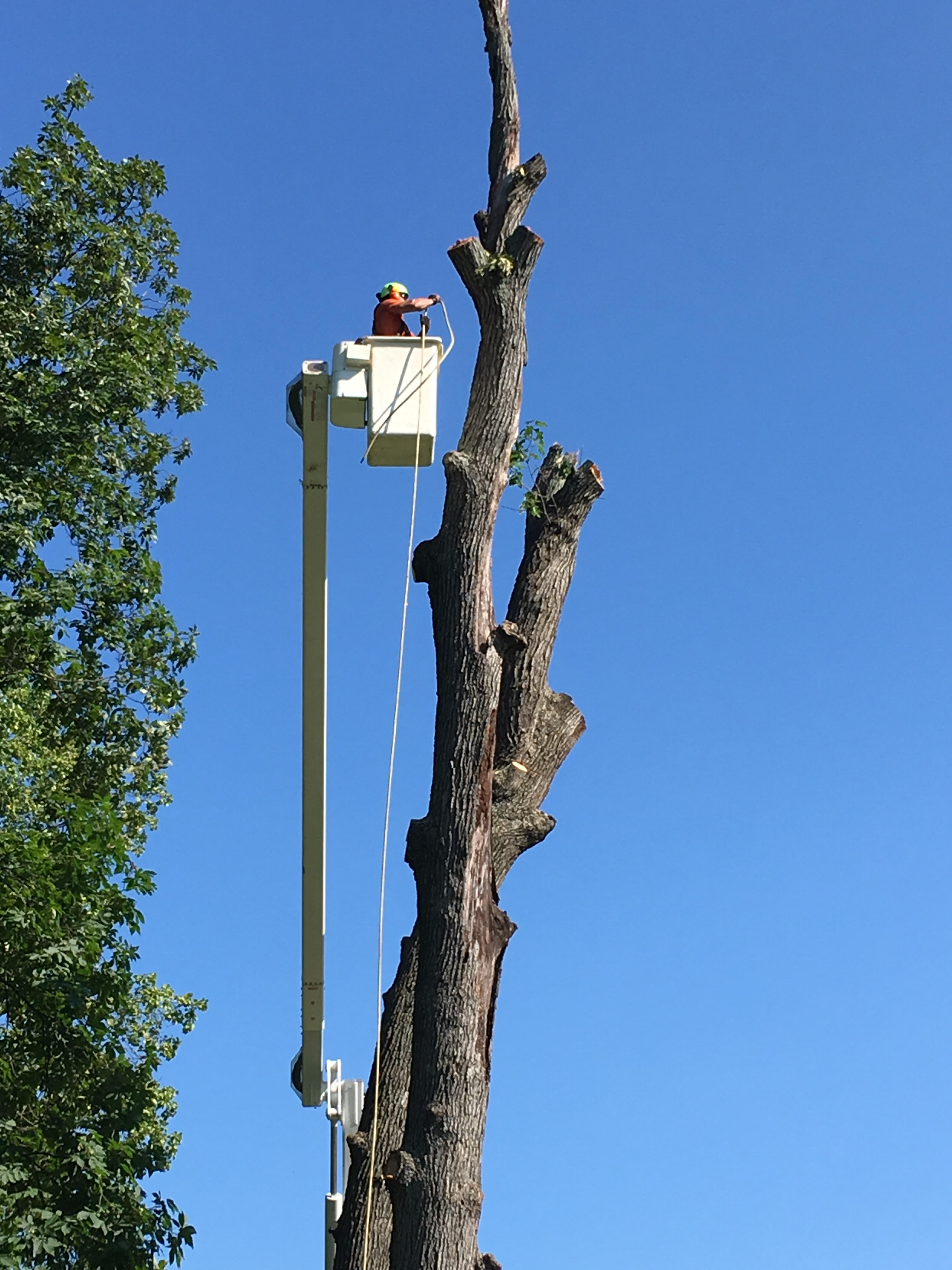 Rob's Tree Service Photo