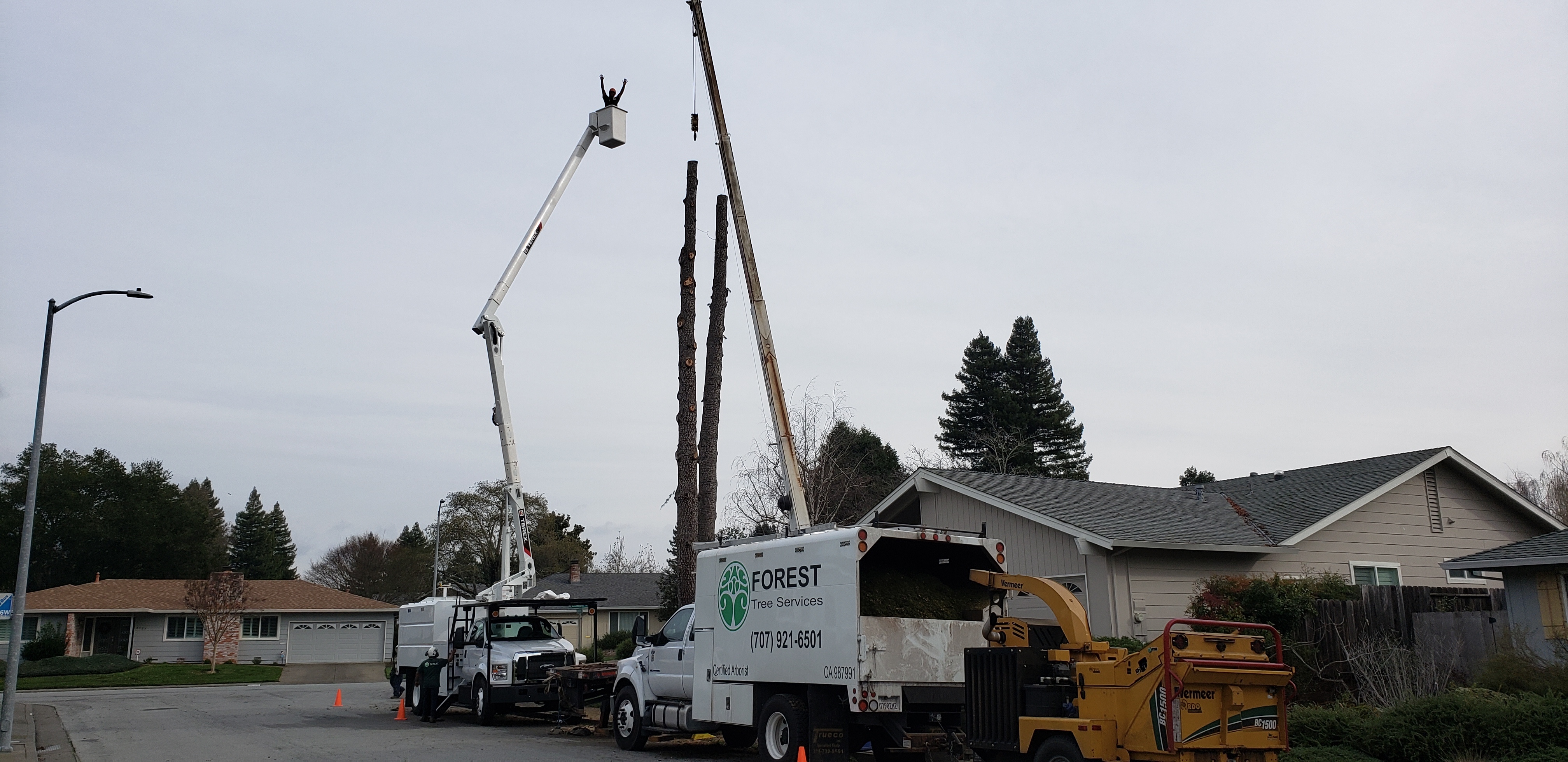 Forest Tree Services Inc. Photo