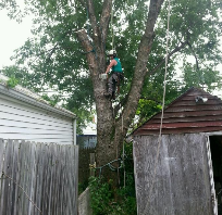 Hunts Tree Service LLC Photo