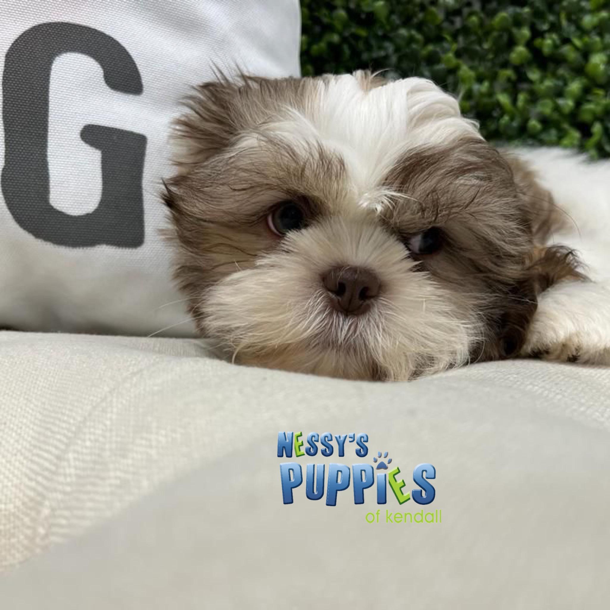 Nessy's Puppies of Kendall