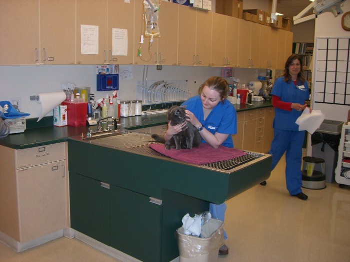 VCA Alderwood Companion Animal Hospital Photo