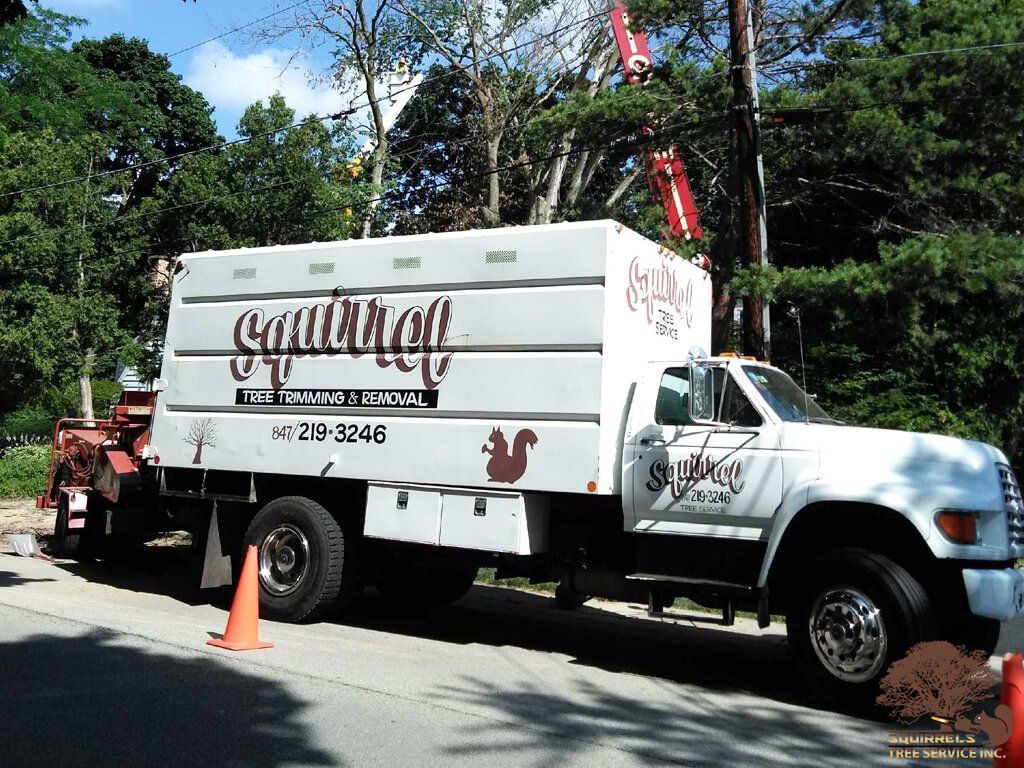 Squirrels Tree Service Inc Photo