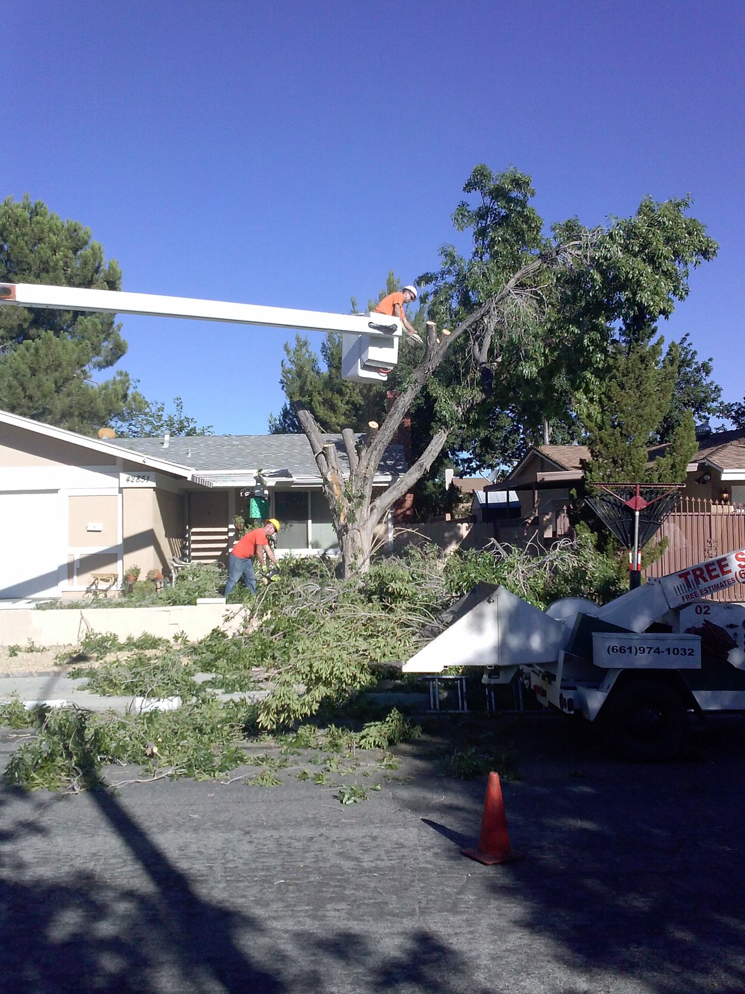 Chads Chippers Tree Service Photo