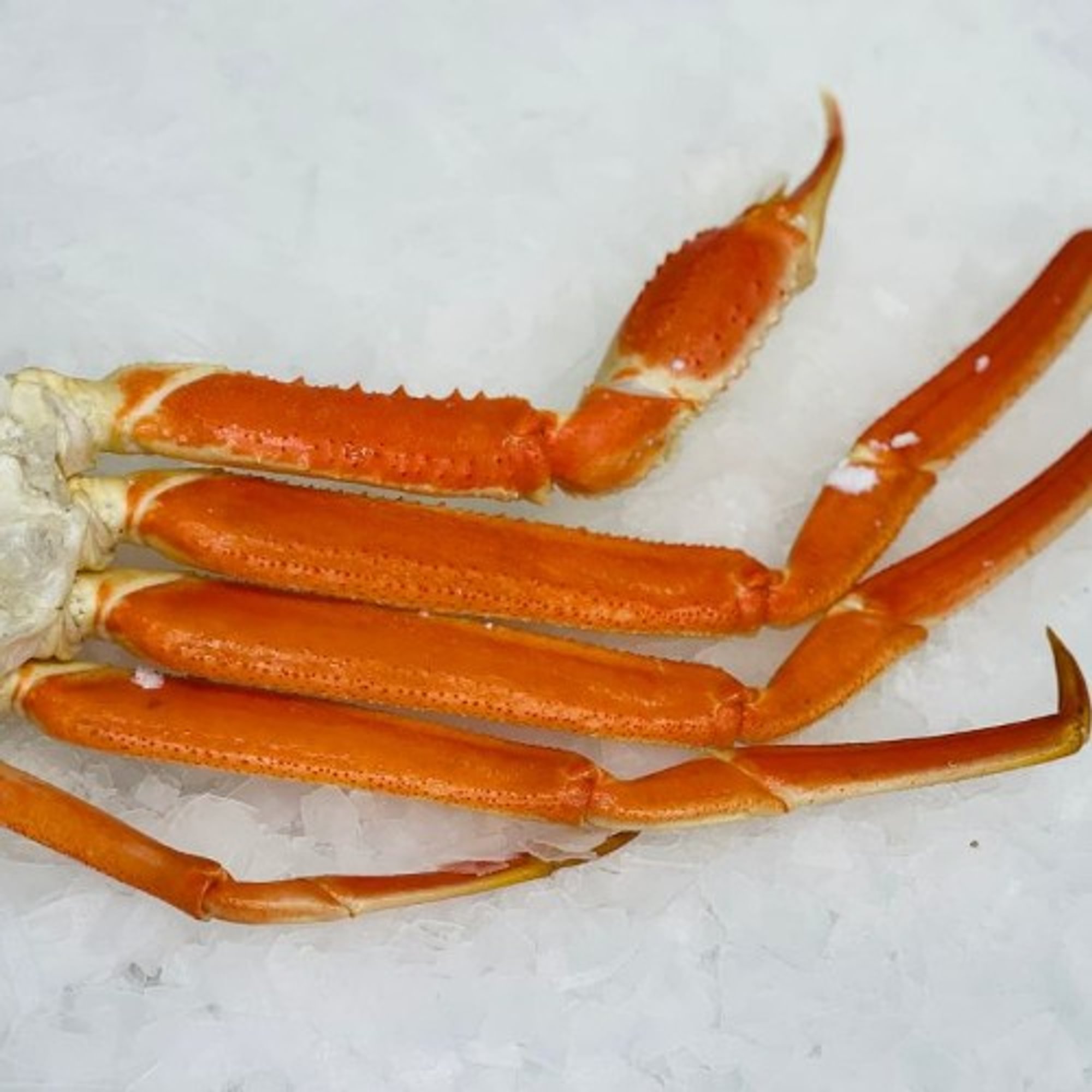 Snow Crab
