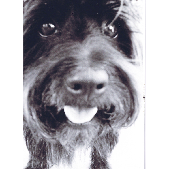 Happy Paws Dog Training LA in Los Angeles, CA - (323) 629-3...