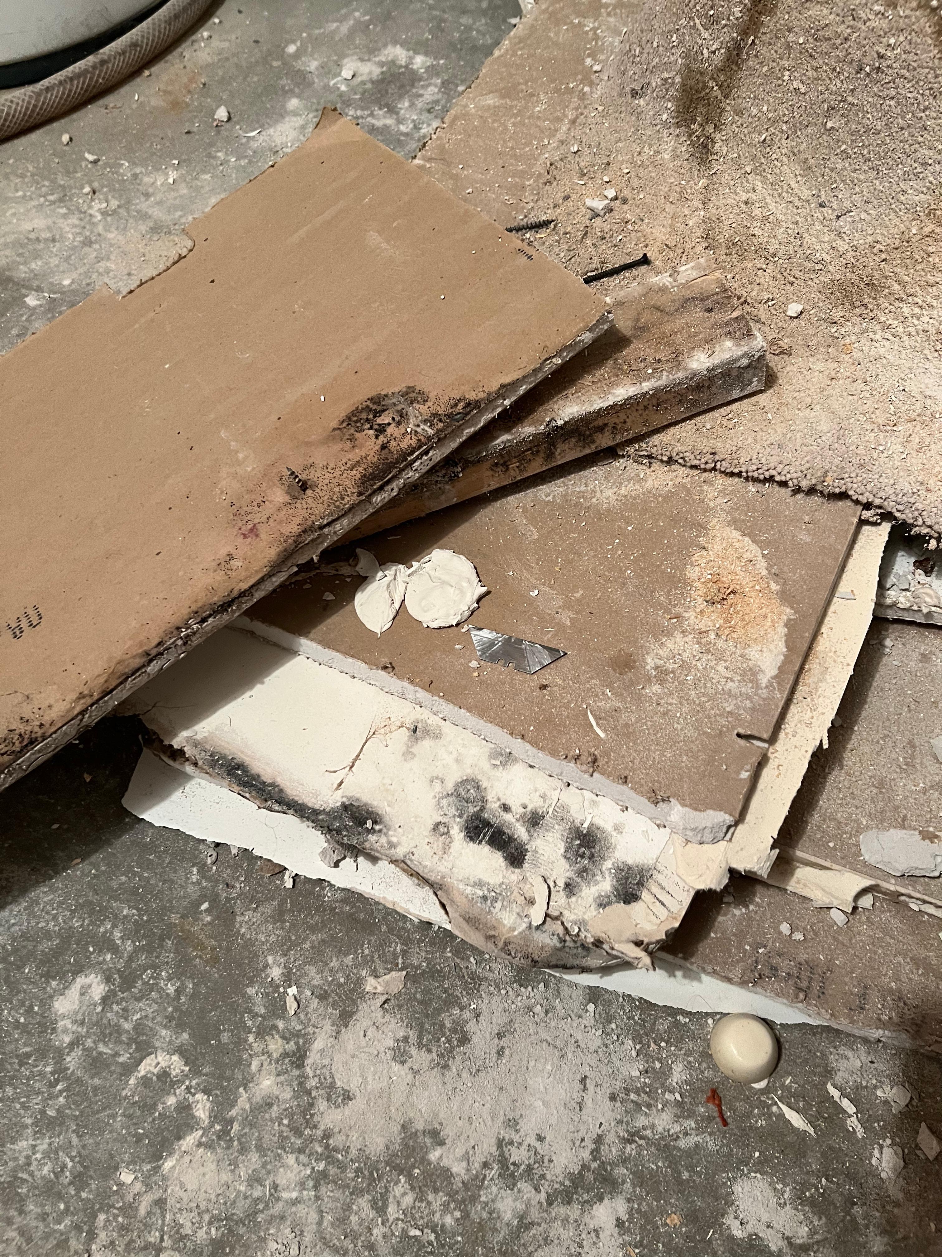 Mold damage on basement drywall