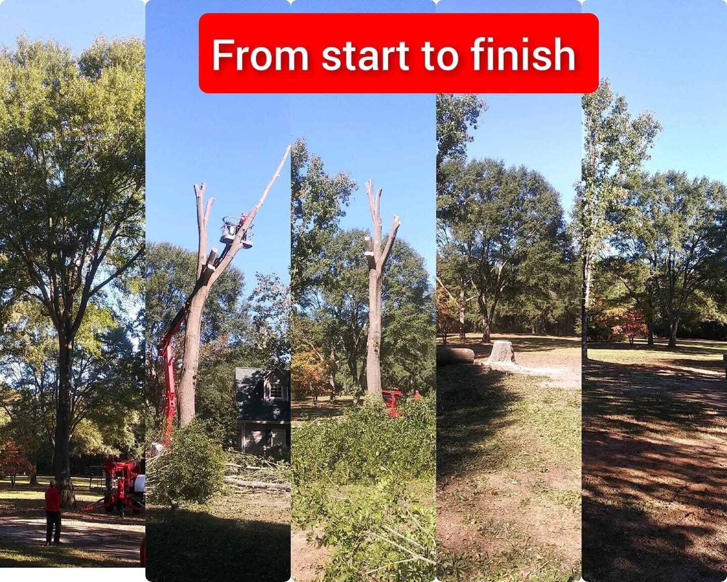 ALPHA TREE CARE LLC Image