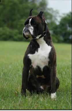 FireFly Euro Boxers Logo