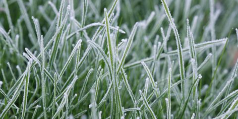 4 Landscaping Tips For Protecting Your Grass in Winter