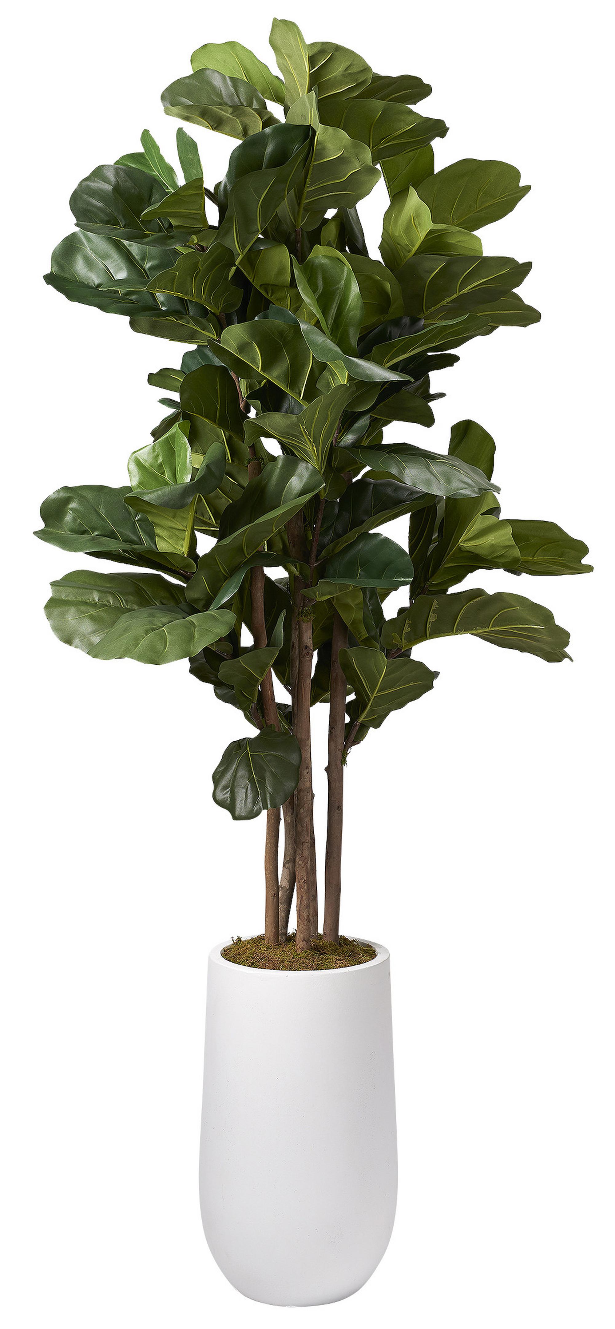 6.5' Fiddle Leaf in Quinn Planter